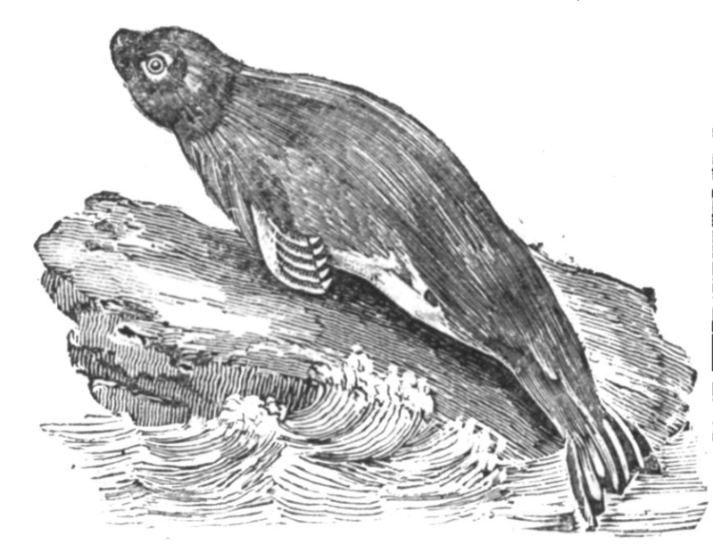 Seal, from Dublin Penny Journal